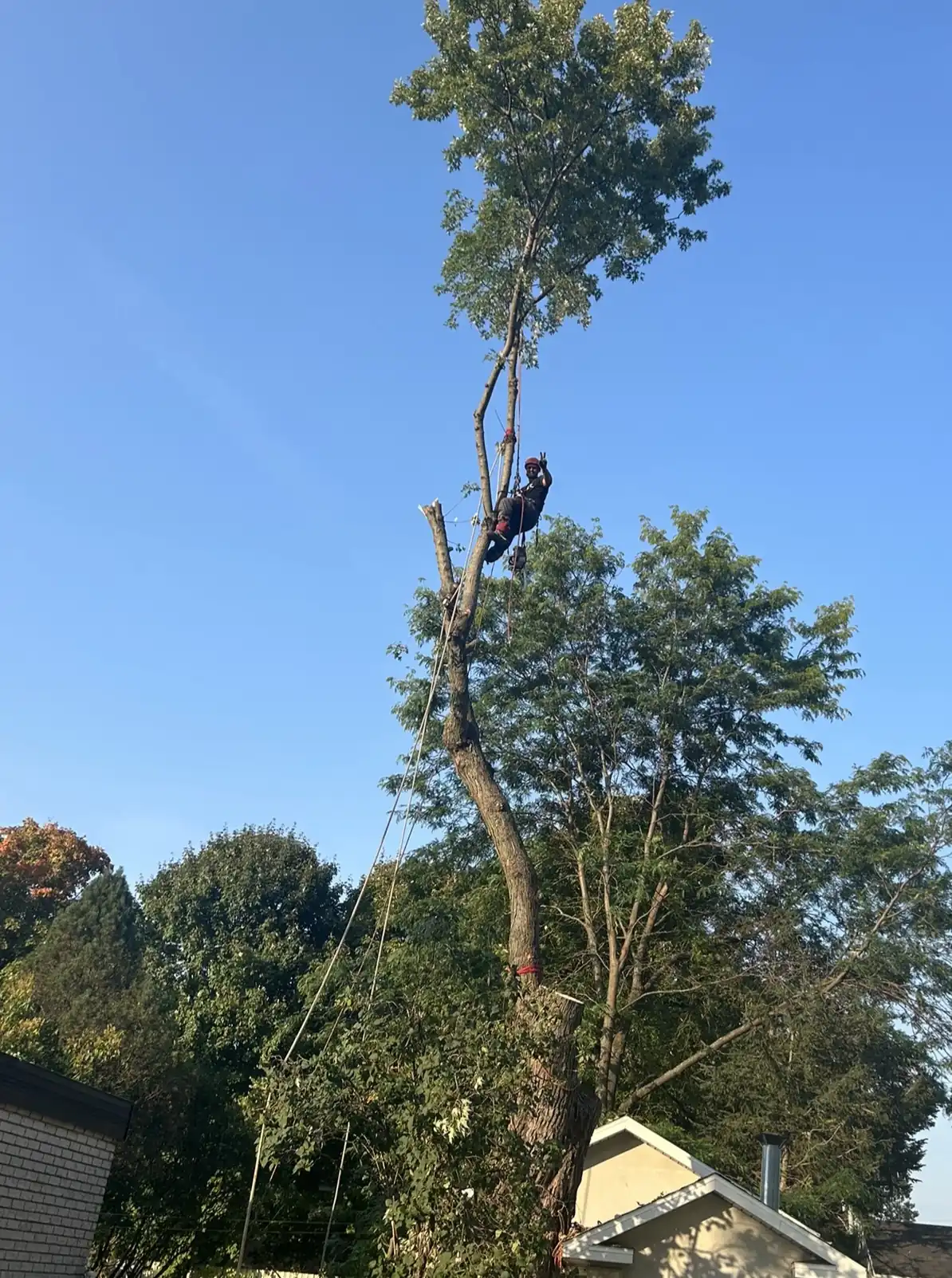 Technique de démontage d'arbre sécuritaire par un arboriculteur qualifié à Victoriaville
