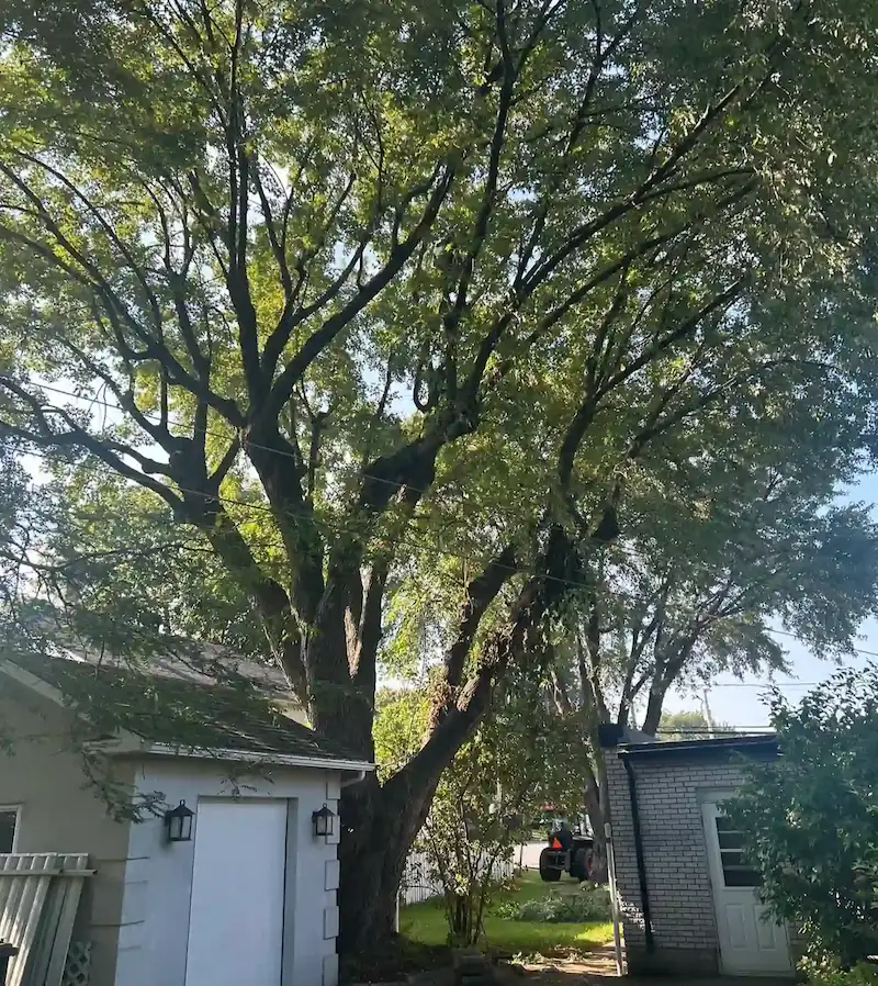 Abattage contrôlé d'un arbre en milieu résidentiel à Victoriaville