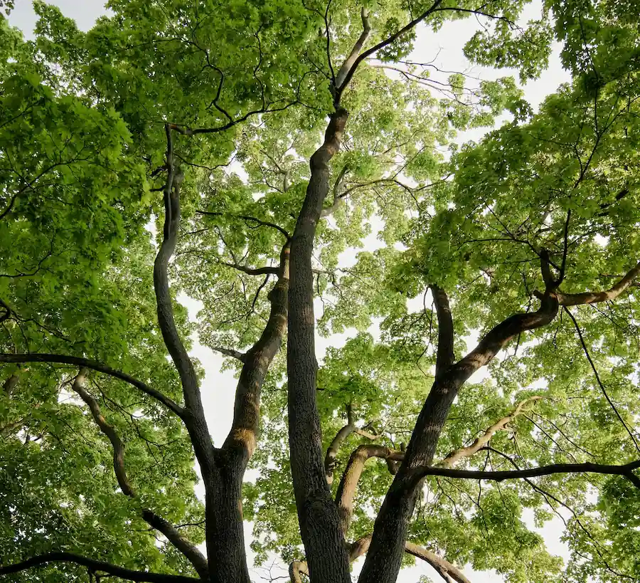 Évaluation d'un arbre par l'équipe d'Élagage GB à Drummondville