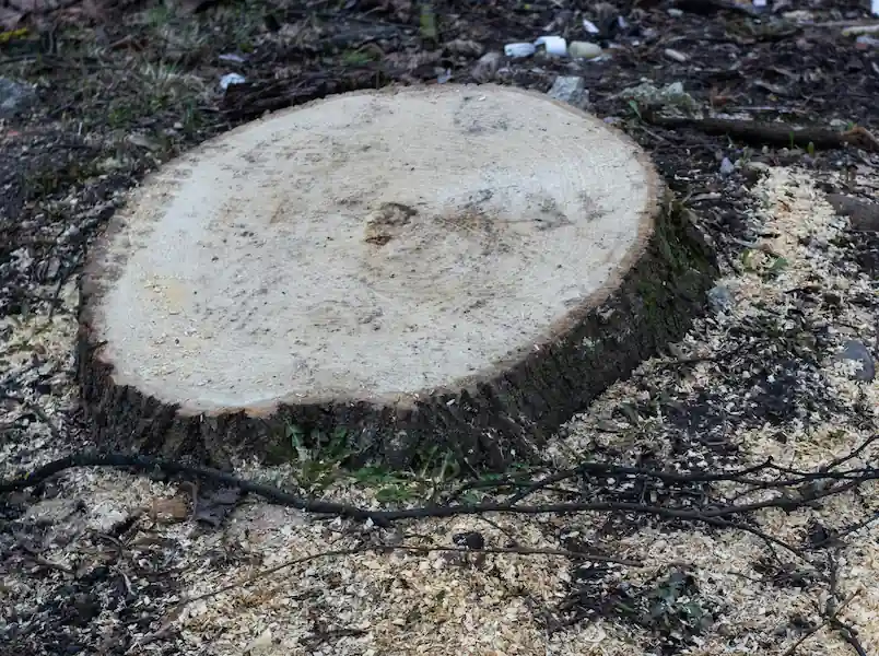 Essouchage d'une souche à Victoriaville